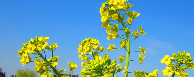 油菜該怎么栽培才能獲得高產(chǎn)，有什么技術要點嗎