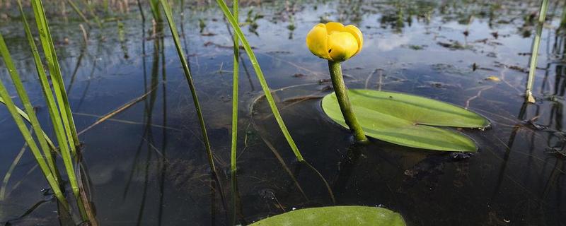 水莲的养殖方法，有哪些技术要点 水莲花的养殖方法