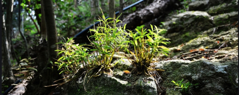 霍山石斛如何種植，霍山石斛種植注意事項(xiàng)