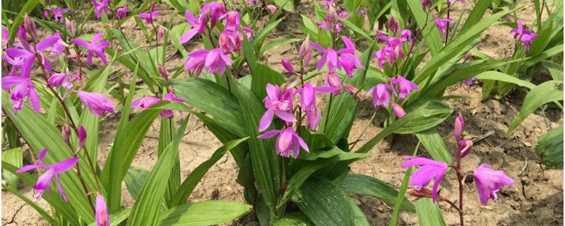 白芨種植效益分析，附種植風(fēng)險(xiǎn) 白芨的種植前景和種植效益