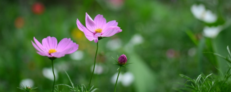 冬天怎么养护花草，有哪些养殖要点 冬天怎么养护花草,有哪些养殖要点呢