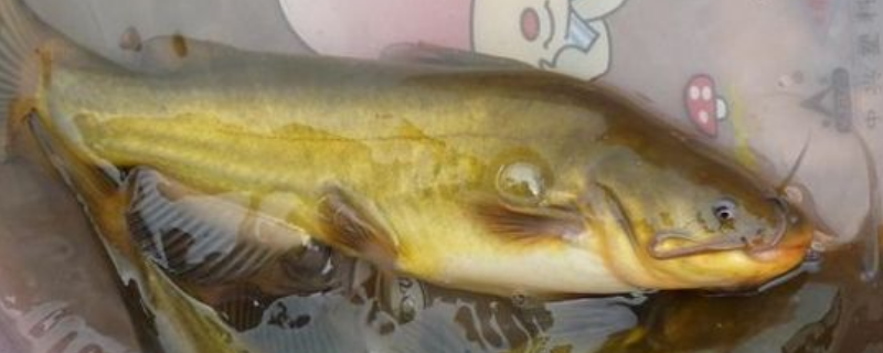 黃顙魚飼料常用配方，養(yǎng)殖黃顙魚的池塘條件