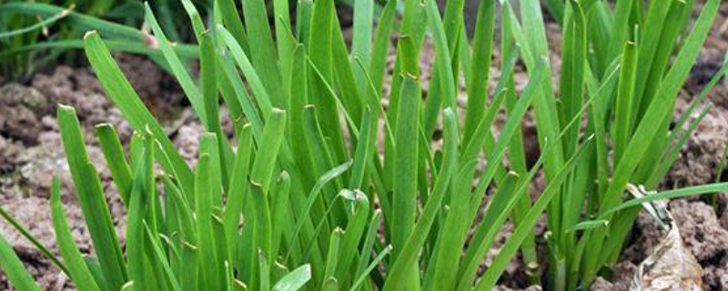 韭菜的过冬方法，韭菜的种植方法 种韭菜如何过冬