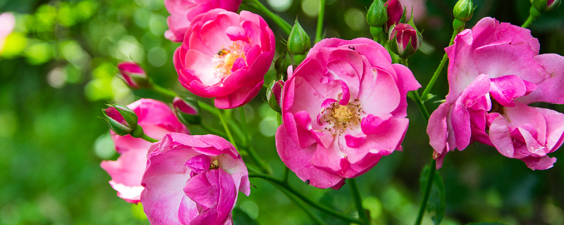 讓薔薇籽發(fā)芽的種植方法，薔薇該怎么養(yǎng)