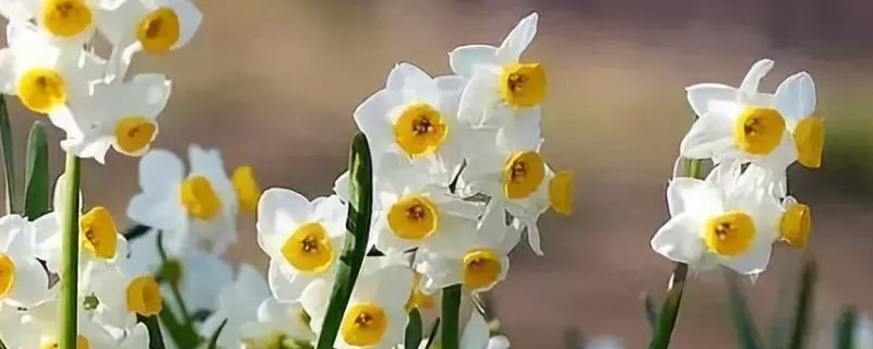 土培水仙花怎么养，附其生长习性 土培的水仙花怎样种植