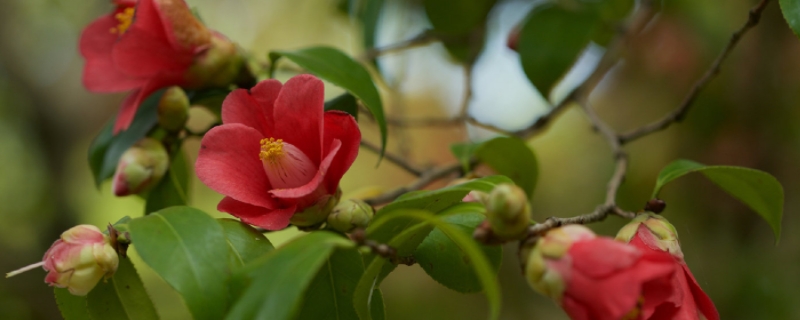 山茶花怎么養(yǎng)殖，附山茶花的生長(zhǎng)習(xí)性