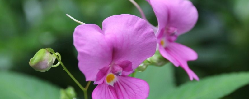 鳳仙花種子怎么種 鳳仙花種子怎么種視頻