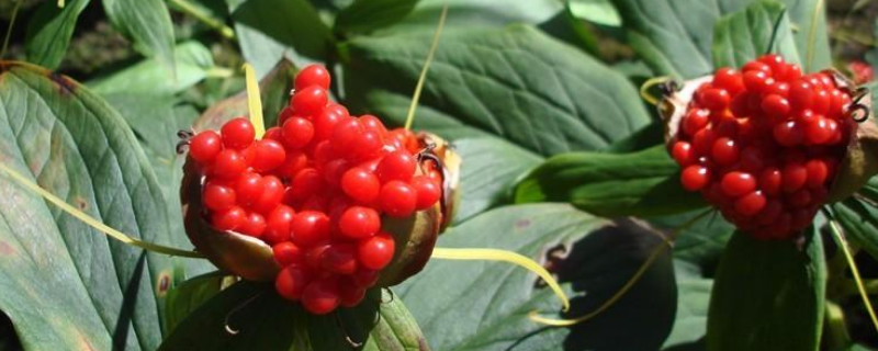 重樓種子育苗技術(shù)，怎樣進(jìn)行催芽處理