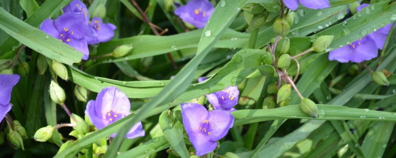 白芨的種植前景，100畝規(guī)模種植白芨效益分析