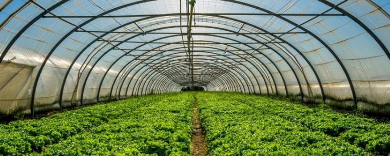 冬季蔬菜种植管理技术 冬季蔬菜种植管理技术视频