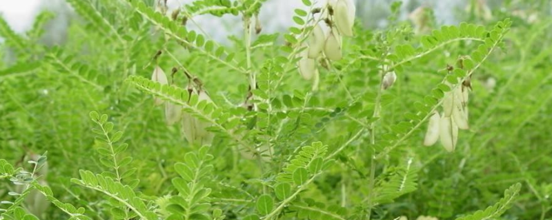 怎么種植黃芪才能獲得高產(chǎn)，附管理辦法