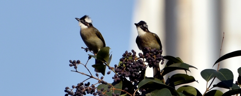 白頭翁人工飼養(yǎng)技術，多選擇雄鳥（白頭翁鳥飼料）