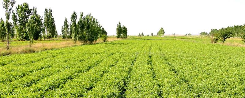 甘草種植的育苗移栽技術(shù)，附采收時(shí)間及方法