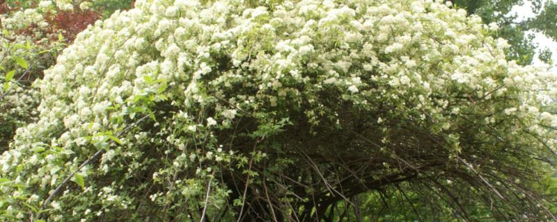 木香花的繁殖方法，這五種繁殖方法不可不知