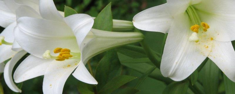 百合花的种植与管理技术，附其土壤和肥水要求