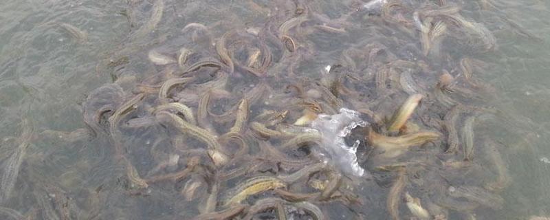 泥鳅苗种快速培育法，泥鳅池塘建造 泥鳅苗饲养方法