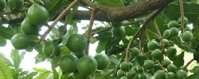 農村可以種植澳洲堅果嗎，能賺錢嗎 種植澳洲堅果風險大嗎?