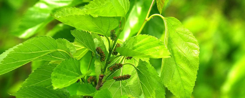 蛋白桑怎么種植，附其種植效益 蛋白桑每畝種植多少株