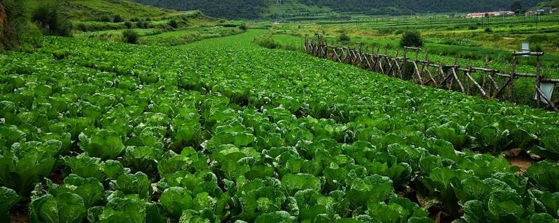 有機(jī)大白菜的秋季露地栽培技術(shù)，怎樣進(jìn)行田間管理