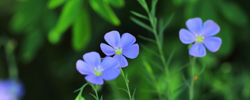 藍花亞麻種子該如何種植，如何提高發(fā)芽率