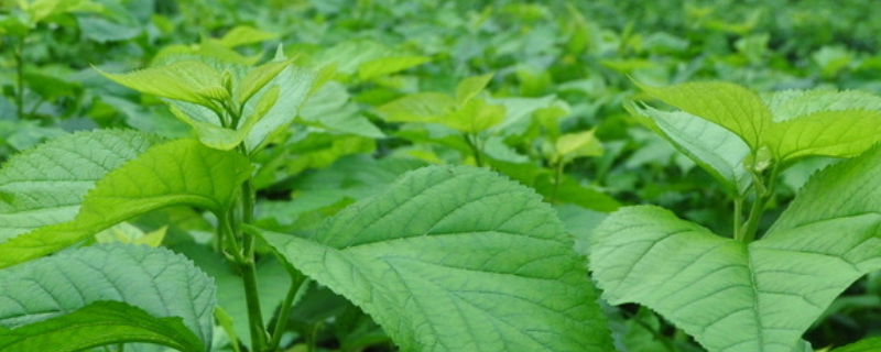 桑树的种植前景，病虫害防治技术有哪些