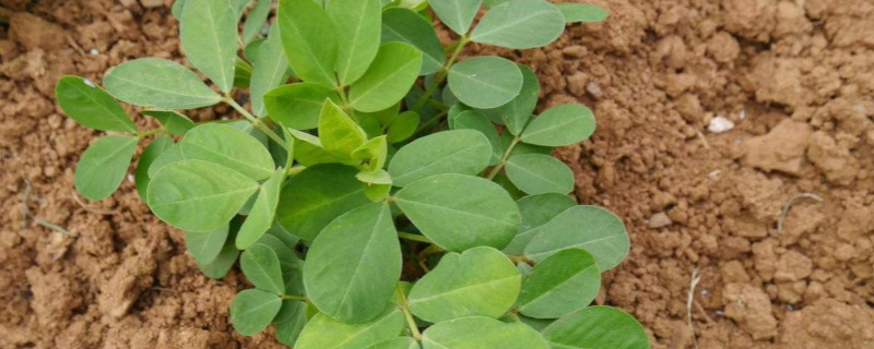 花生地除草劑使用方法 花生地香附子用什么除草劑