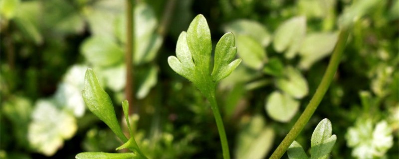 猫爪草种植及亩收益 猫爪草种植成本与效益