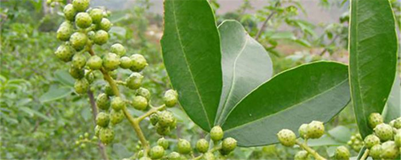 青花椒幾月份采摘（花椒青的時(shí)候可以采摘嗎）