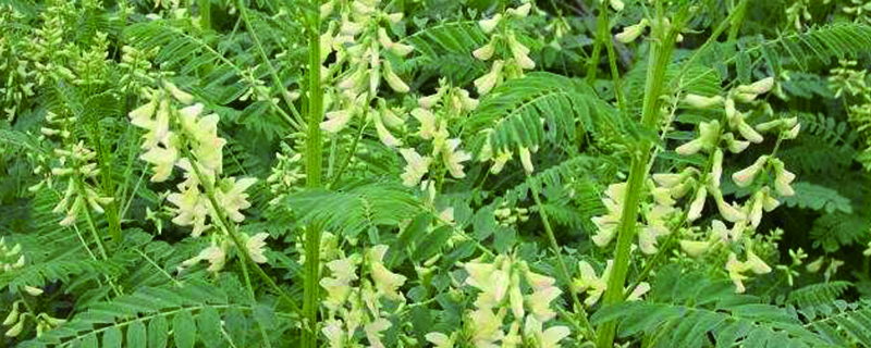 野生黄芪和种植的区别 野生黄芪和种植的区别是什么