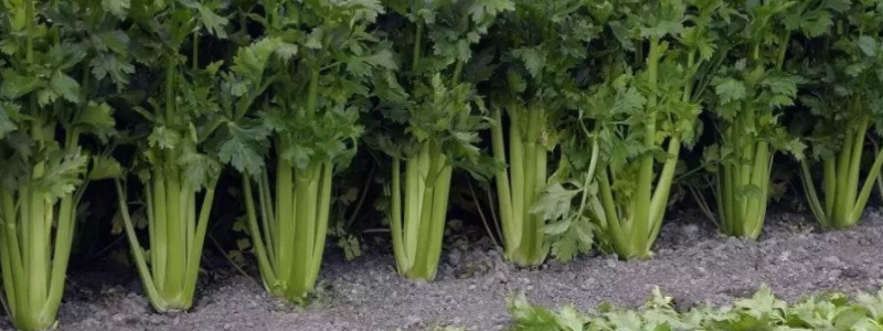 香芹的種植方法，有哪些技術(shù)要點（香芹種植技術(shù)及田間管理）