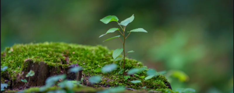 種植什么樹苗賺錢 種啥樹苗賺錢