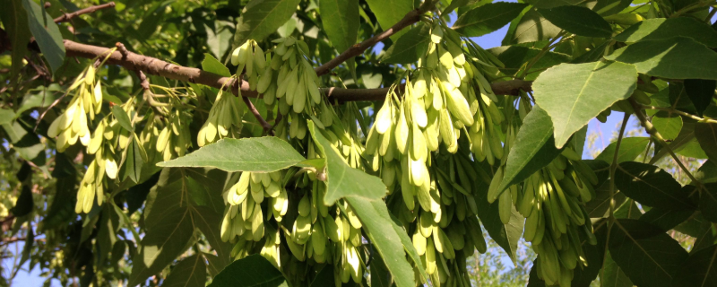 白蜡是常绿还是落叶，附其繁殖方法 植物白蜡的养殖方法