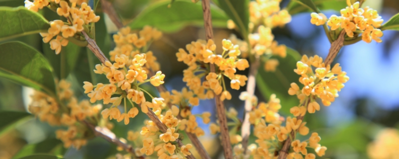 杭州桂花的開花時間，桂花有哪些生長習性