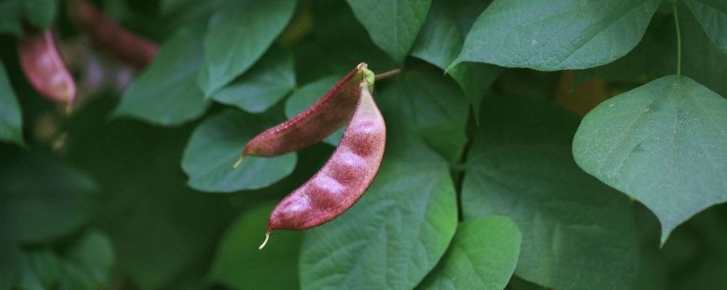 眉豆怎么种，喜欢在温和的地方生长（眉豆的种植季节）