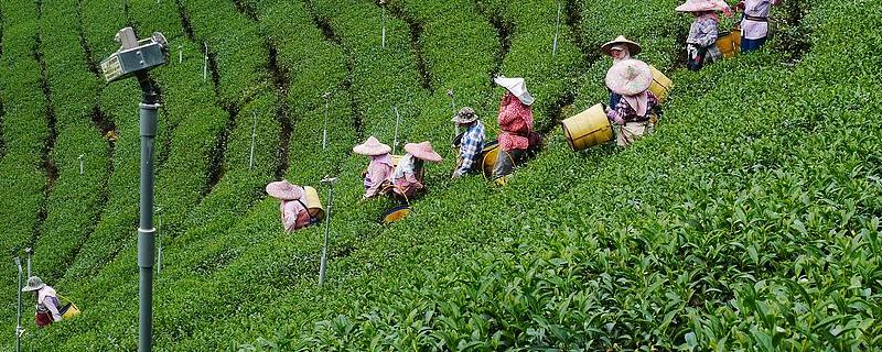 阿里山茶葉是一種什么茶，附阿里山茶葉的價值