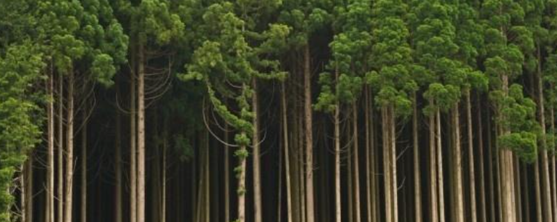 杉树种植技术，附种植要点 杉树种植方法