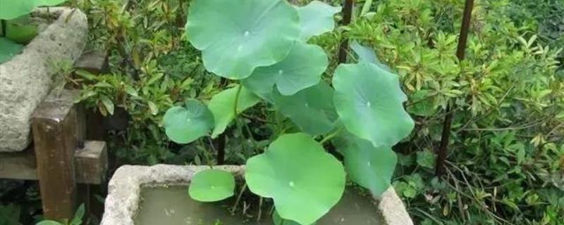 盆栽水生植物怎么養(yǎng)，需控制好水位（盆栽水生植物怎么養(yǎng),需控制好水位多少）