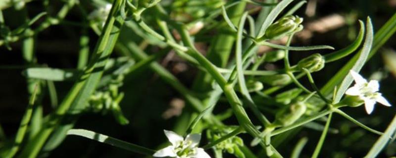 百蕊草種植技術(shù)，可直播或育苗移栽 百蕊草的種植過(guò)程