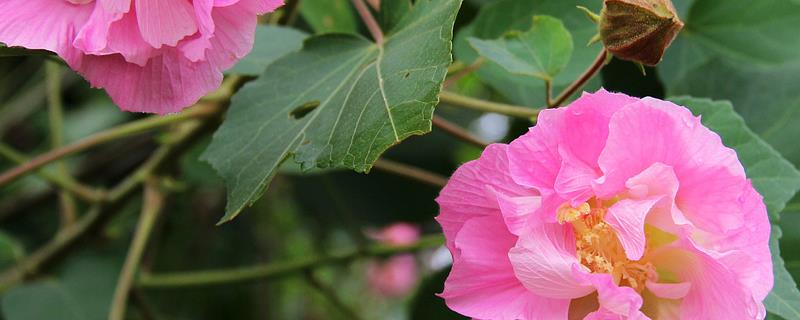 芙蓉花的特点，附芙蓉的观赏价值 关于芙蓉花的介绍