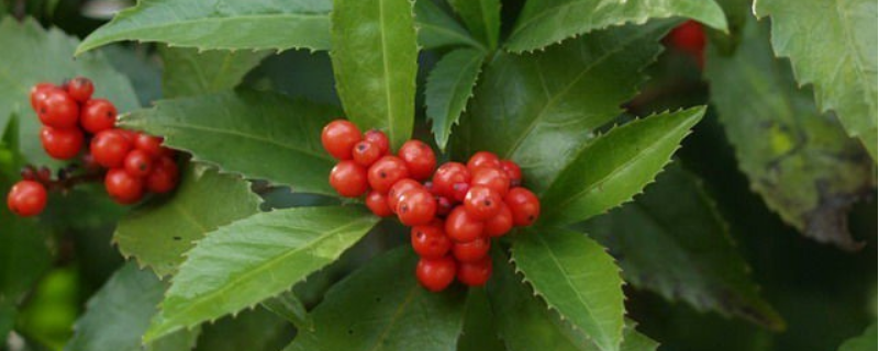 草珊瑚的種植技術(shù)，附生長習(xí)性和繁殖方法