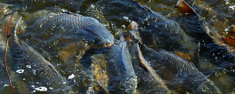 鯉魚(yú)的特點(diǎn)有哪些（鯉魚(yú)的特點(diǎn)有哪些呢）