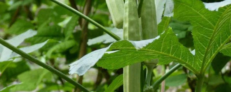 黄秋葵种植技术，种植前施足底肥（黄秋葵结果要施什么肥好）