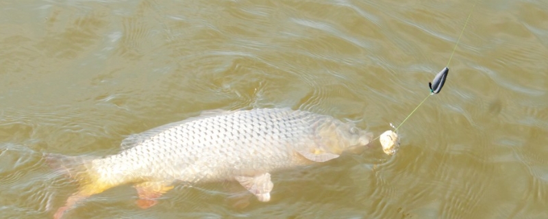 釣鯉魚如何調漂才好，浮漂應如何選擇