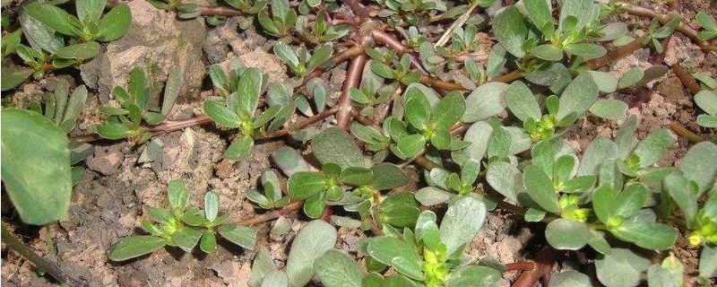 馬齒菜種植技術(shù) 馬齒莧的種植技術(shù)