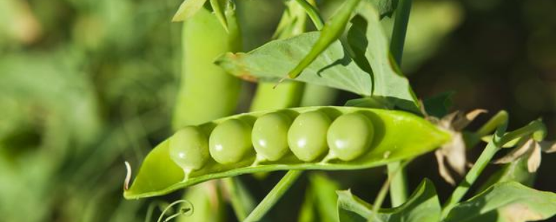 豌豆苗种植技术，豌豆苗采收工作（豌豆苗种植技术与管理）