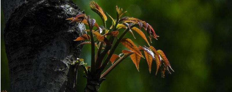 香椿芽存放方法，如何选购（怎样贮藏香椿芽）