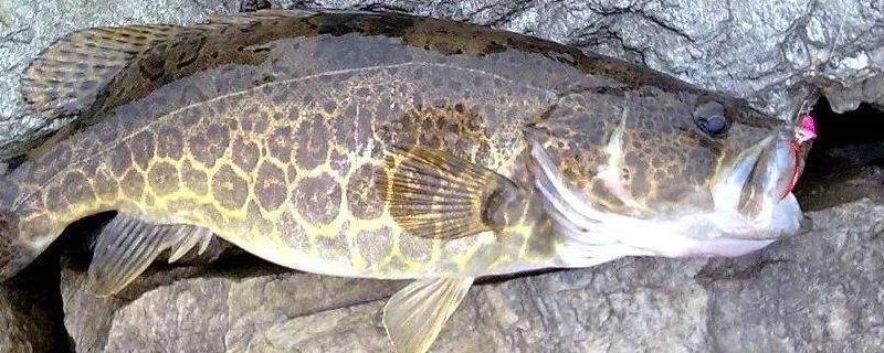 釣桂魚(yú)一般用什么餌料 野釣鱖魚(yú)用什么餌