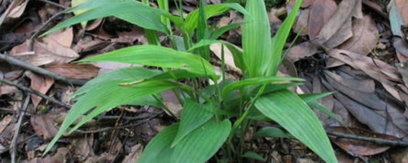 淡竹葉種植技術(shù)，一般采用分株繁殖（淡竹葉人工種植）