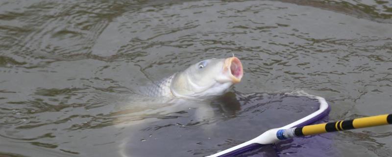 冬天釣鯉魚水深釣多少合適（冬季釣鯉魚釣多深的水合適）