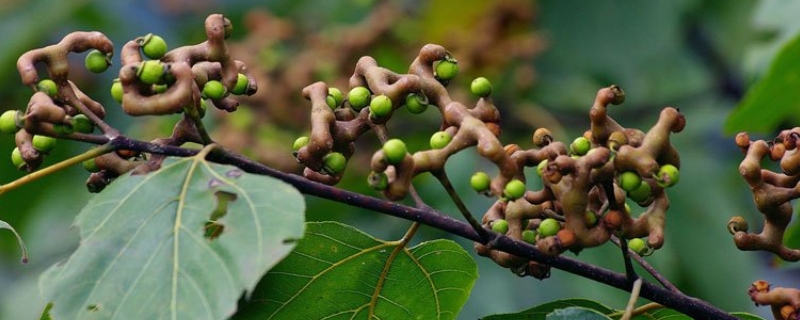 拐枣种子种植方法，附种子价格